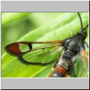 Synanthedon formicaeformis - Glasfluegler 05.jpg